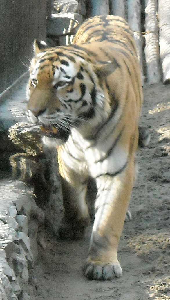   - Panthera tigris altaica  ( 7961) 