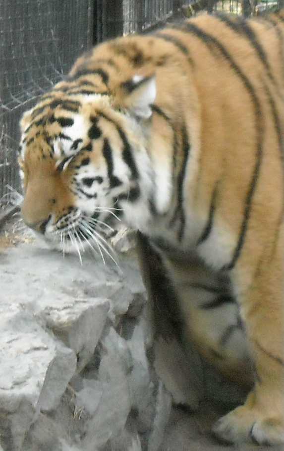   - Panthera tigris altaica  ( 7962) 