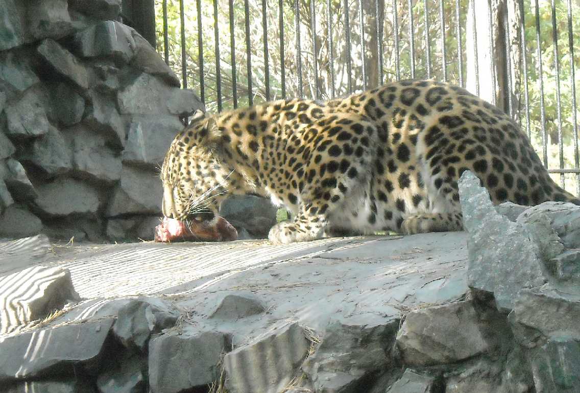   - Panthera pardus orientalis  ( 7976) 