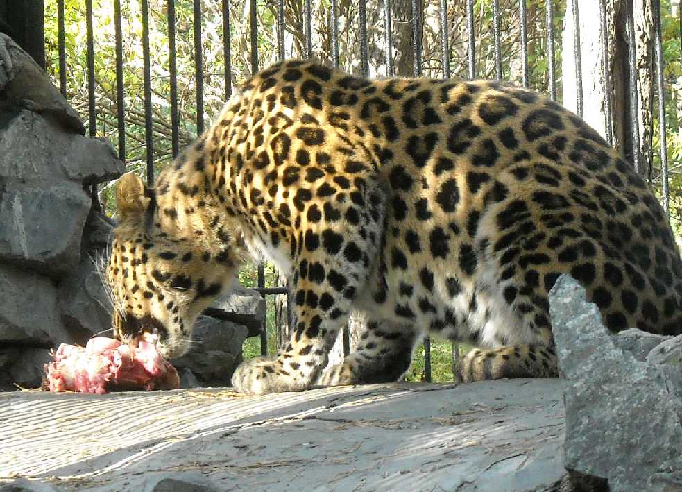   - Panthera pardus orientalis  ( 7977) 