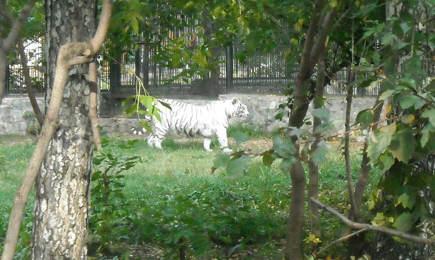     - Panthera tigris tigris var.alba  ( 8018) 