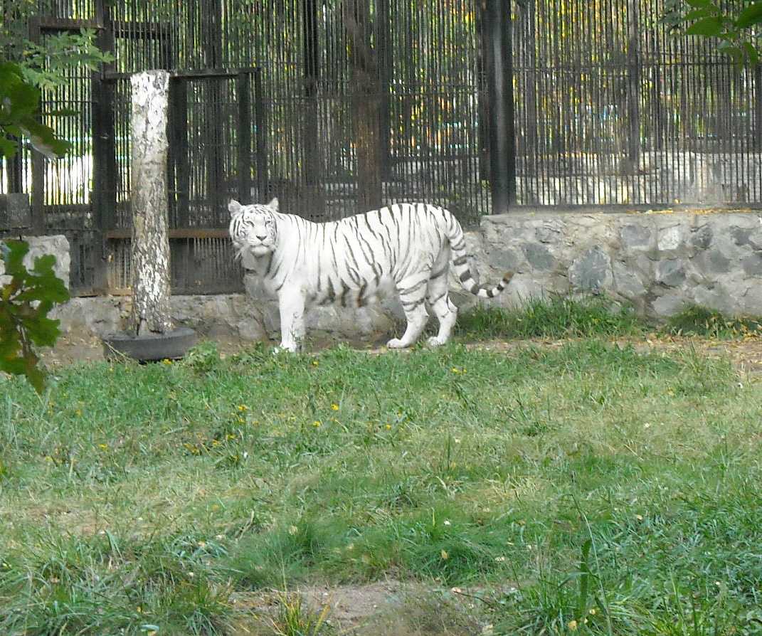     - Panthera tigris tigris var.alba  ( 8019) 