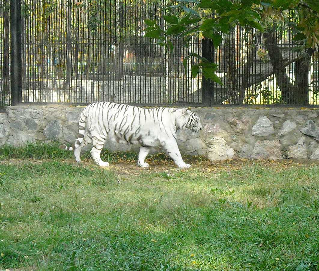     - Panthera tigris tigris var.alba  ( 8020) 
