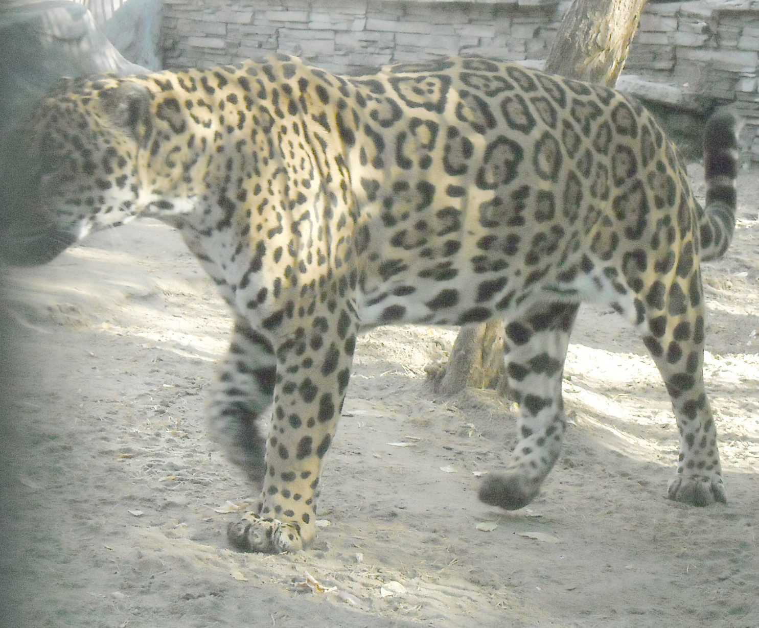  - Panthera onca  ( 8045) 