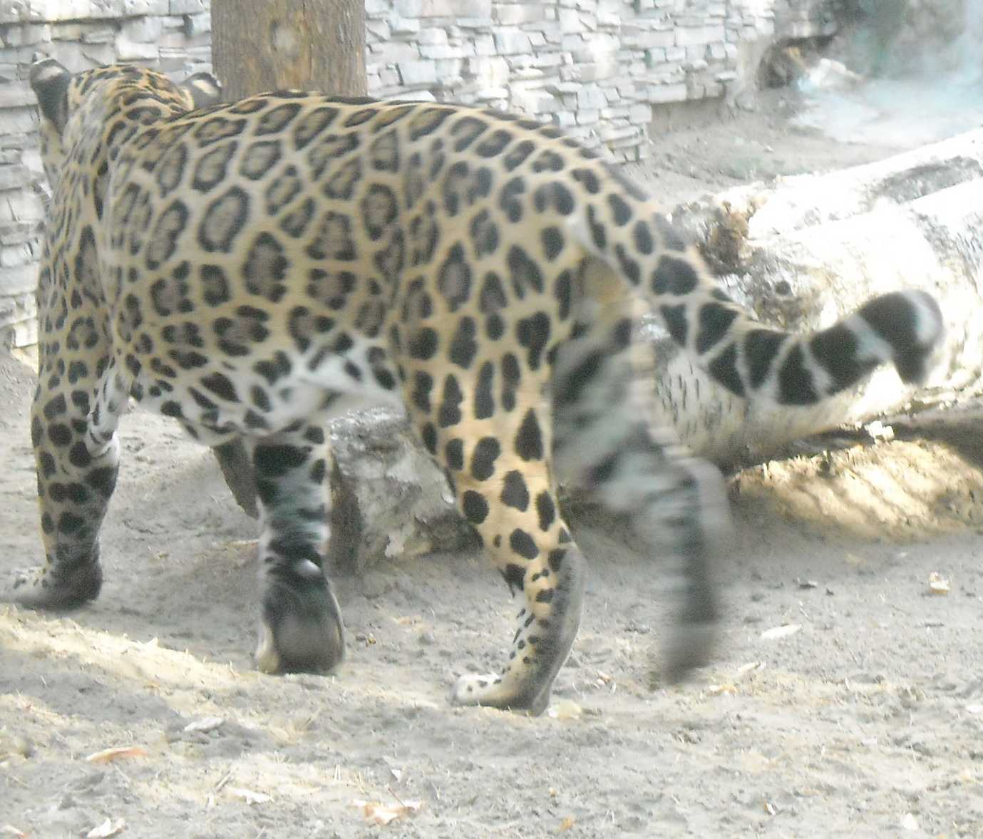  - Panthera onca  ( 8046) 