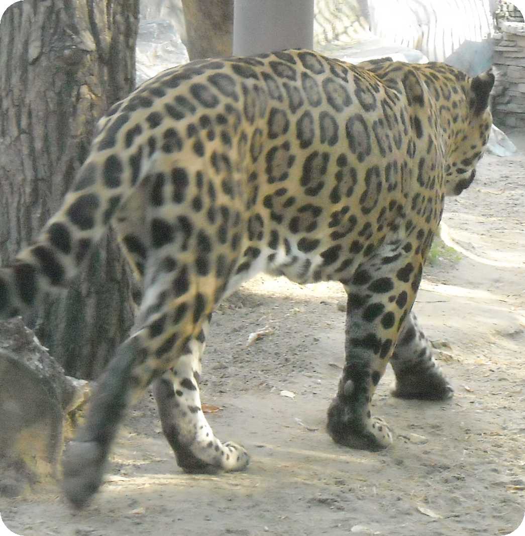 - Panthera onca  ( 8048) 