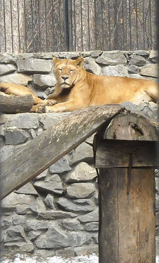   - Panthera leo  ( 8137) 