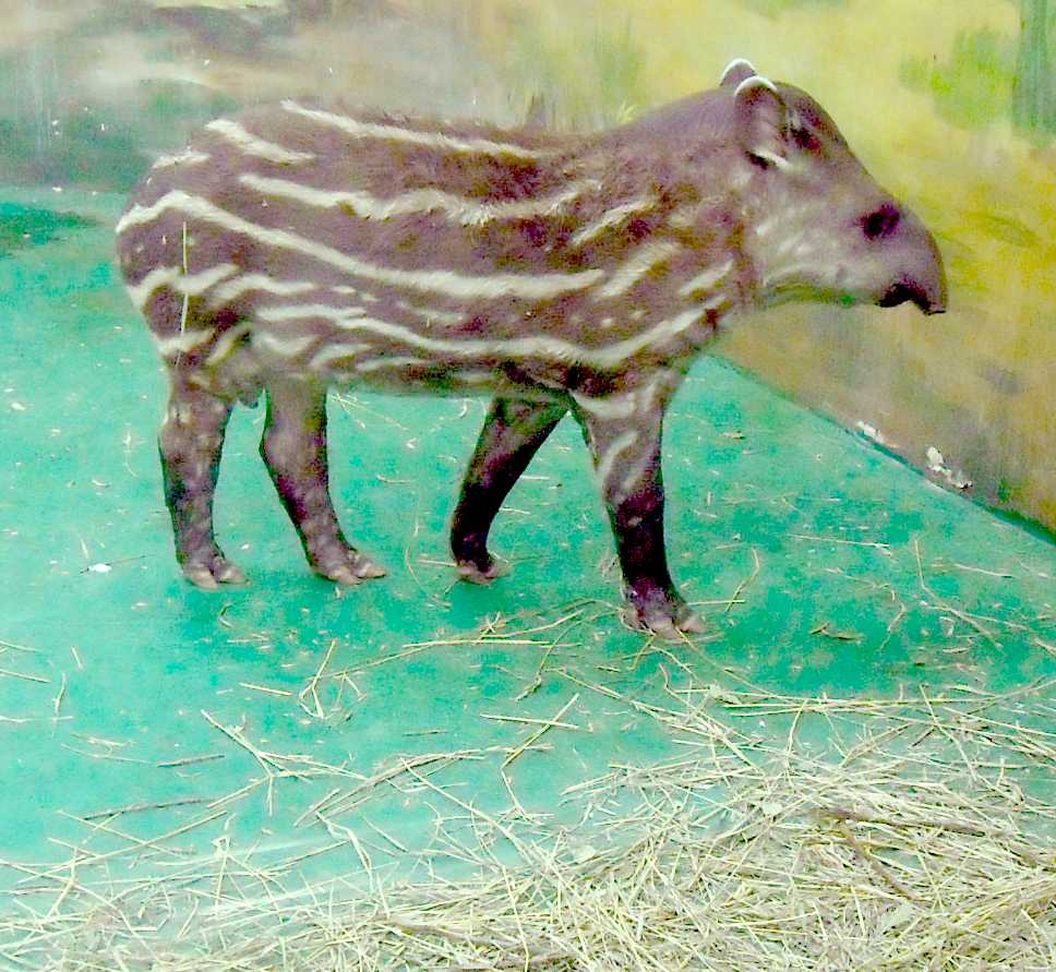   - Tapirus terrestris  ( 8226) 