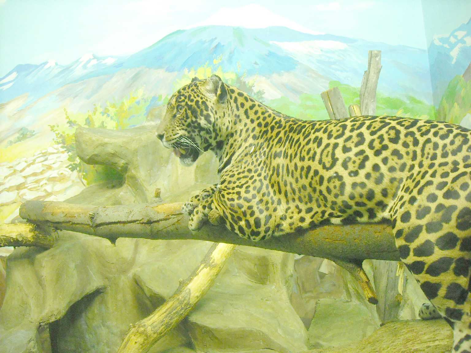  - Panthera onca  ( 8257) 