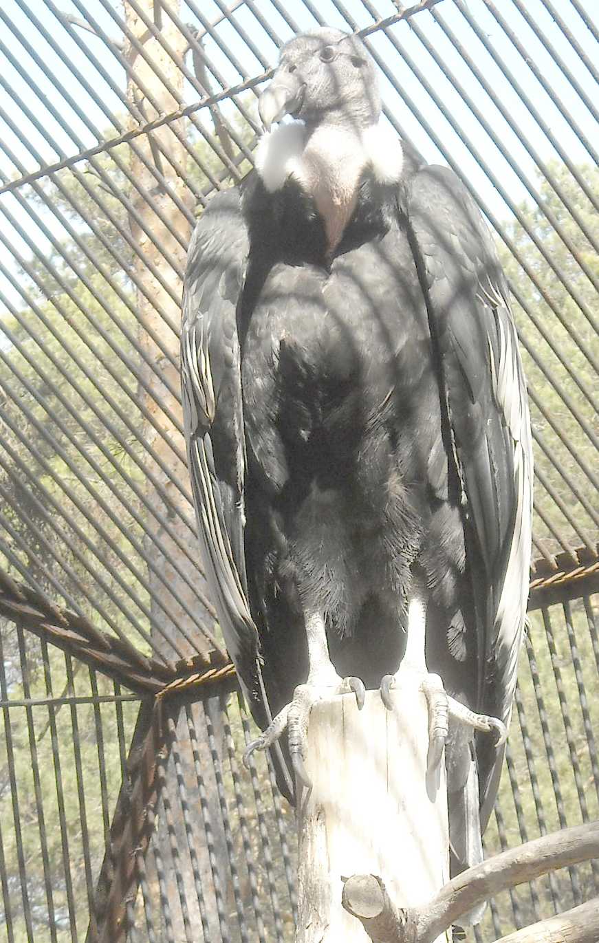   - Vultur gryphus  ( 8281) 