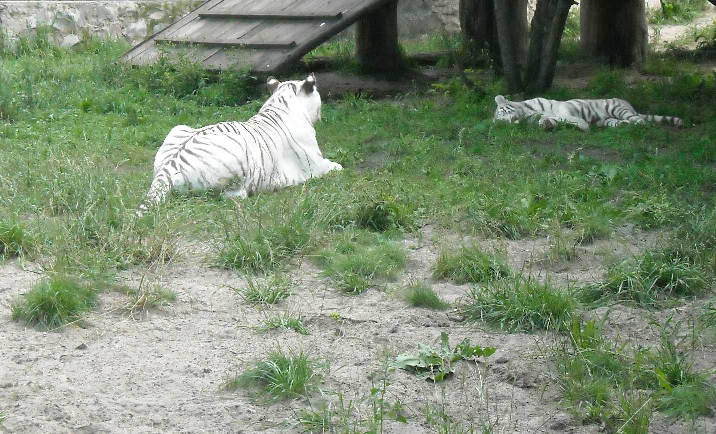     - Panthera tigris tigris var.alba  ( 8418) 