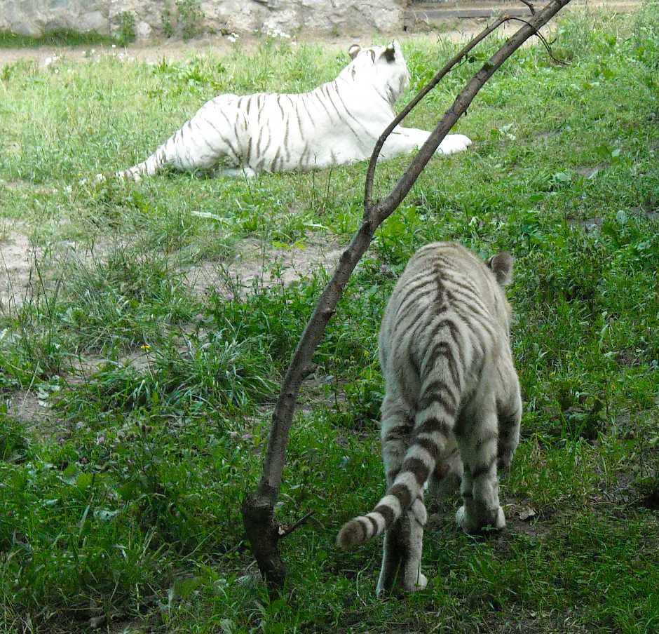     - Panthera tigris tigris var.alba  ( 8419) 