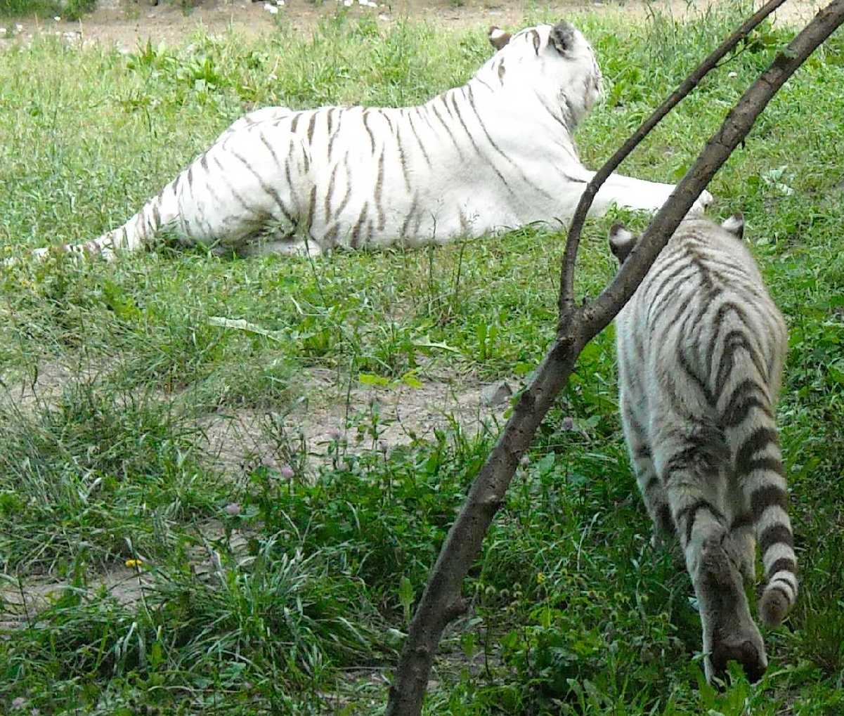     - Panthera tigris tigris var.alba  ( 8420) 