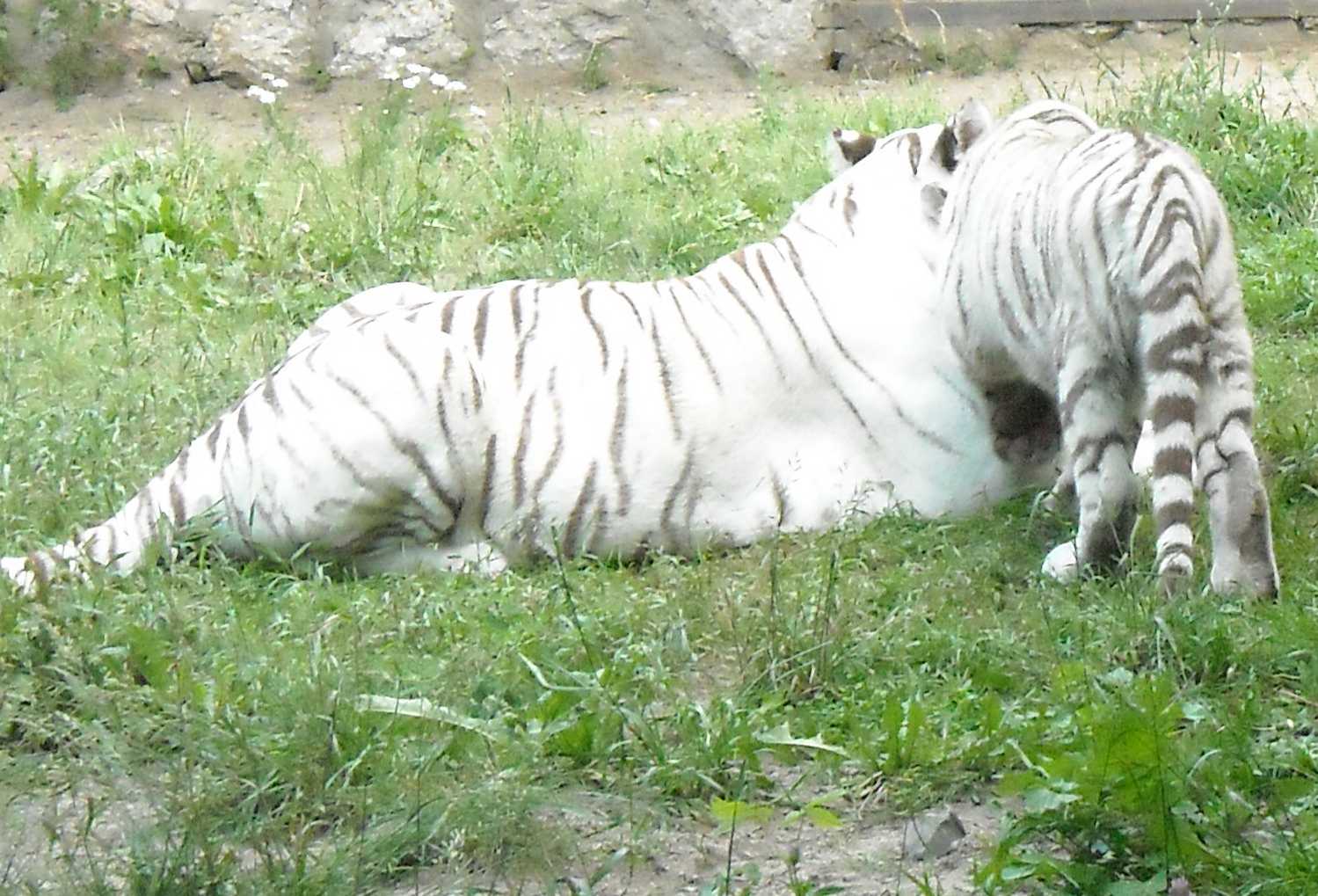     - Panthera tigris tigris var.alba  ( 8421) 