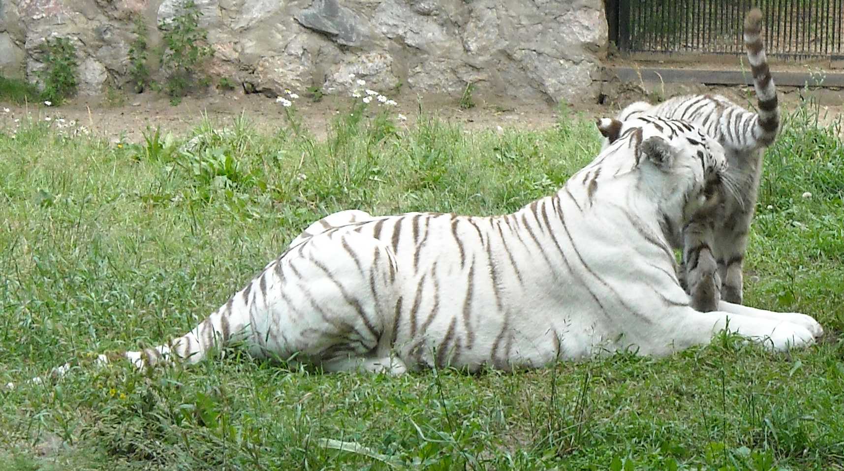     - Panthera tigris tigris var.alba  ( 8422) 