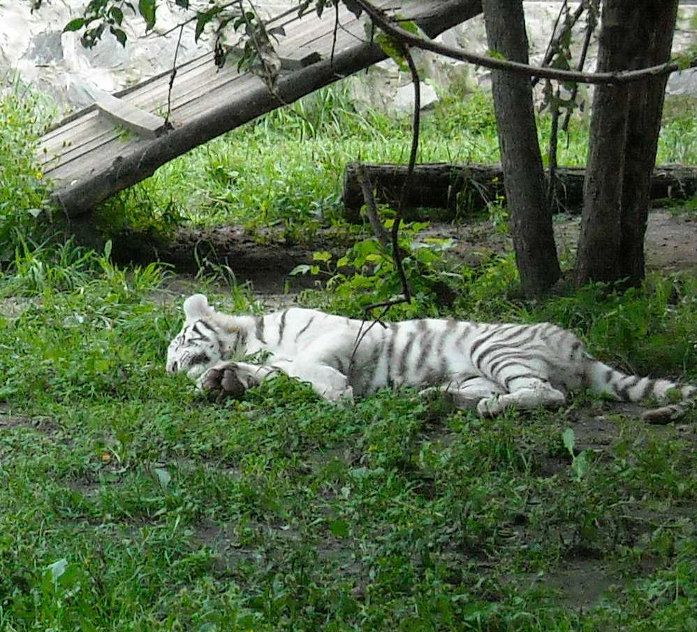     - Panthera tigris tigris var.alba  ( 8424) 