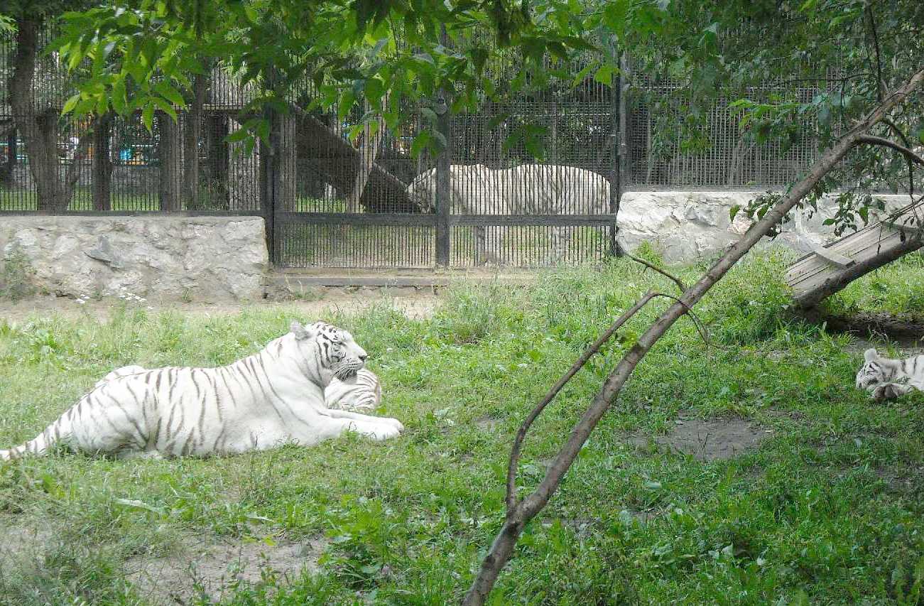     - Panthera tigris tigris var.alba  ( 8425) 