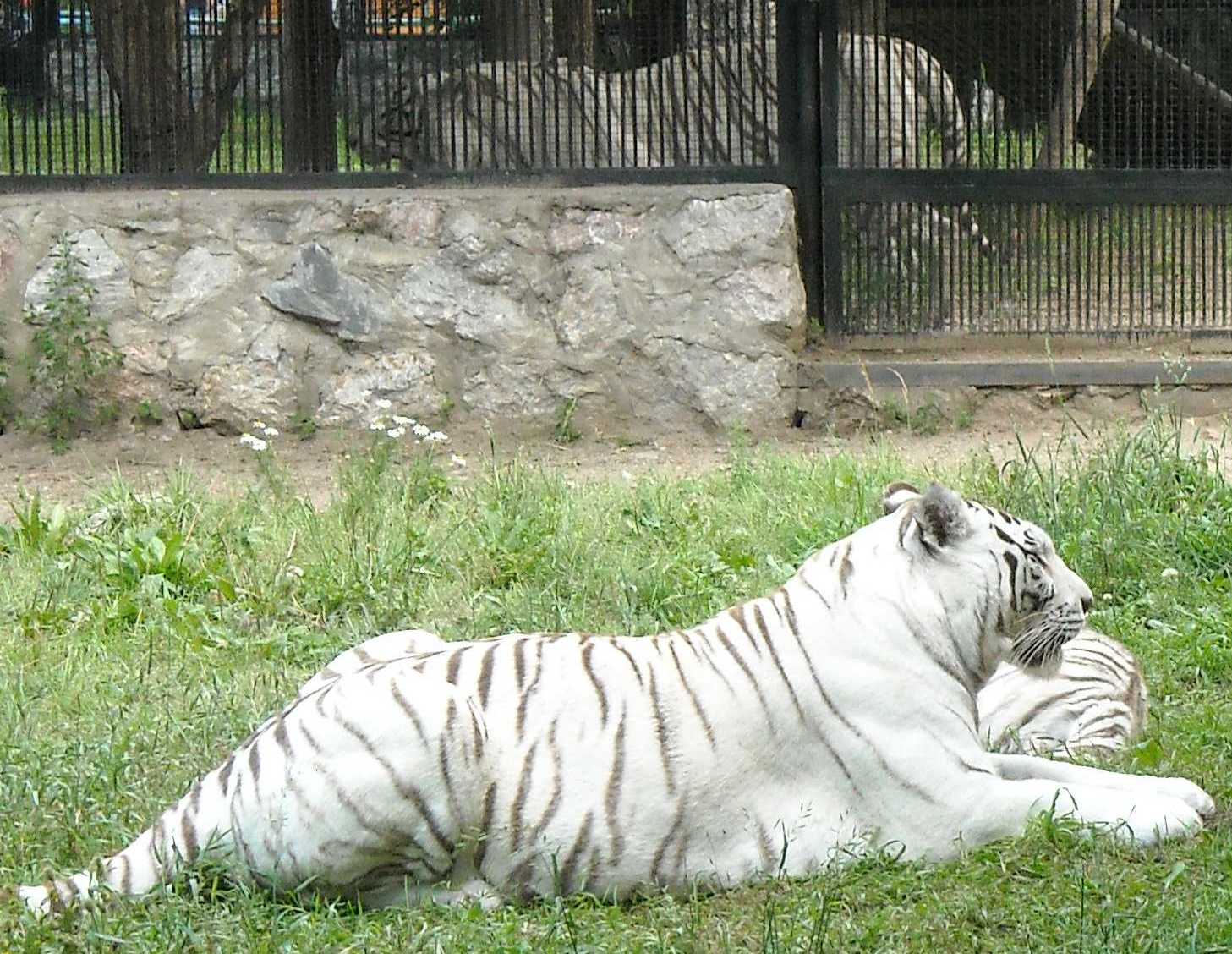     - Panthera tigris tigris var.alba  ( 8426) 