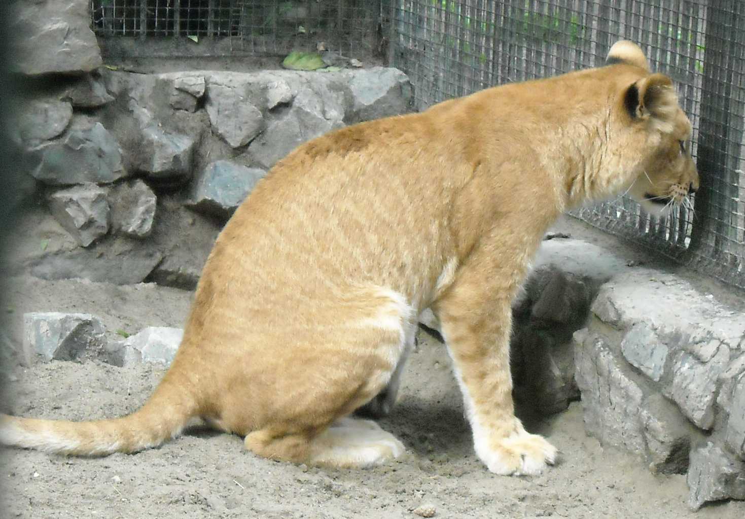 лигр новосибирский зоопарк