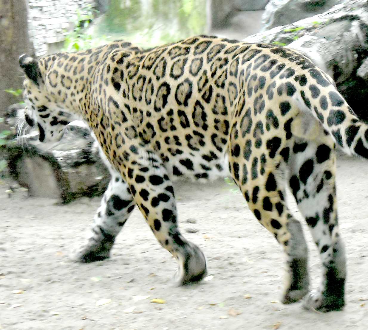 - Panthera onca  ( 8546) 