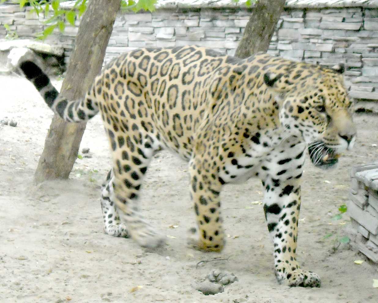  - Panthera onca  ( 8547) 
