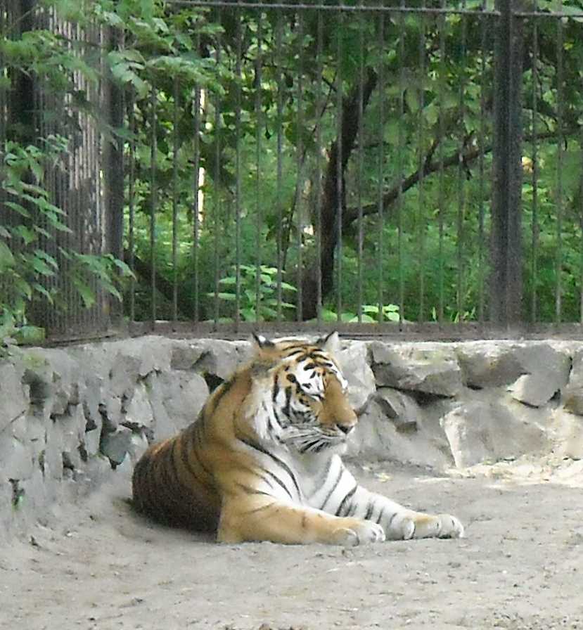   - Panthera tigris altaica  ( 8686) 