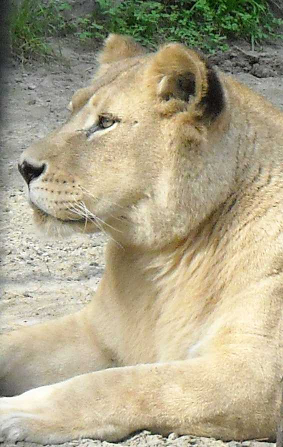   - Panthera leo  ( 8687) 