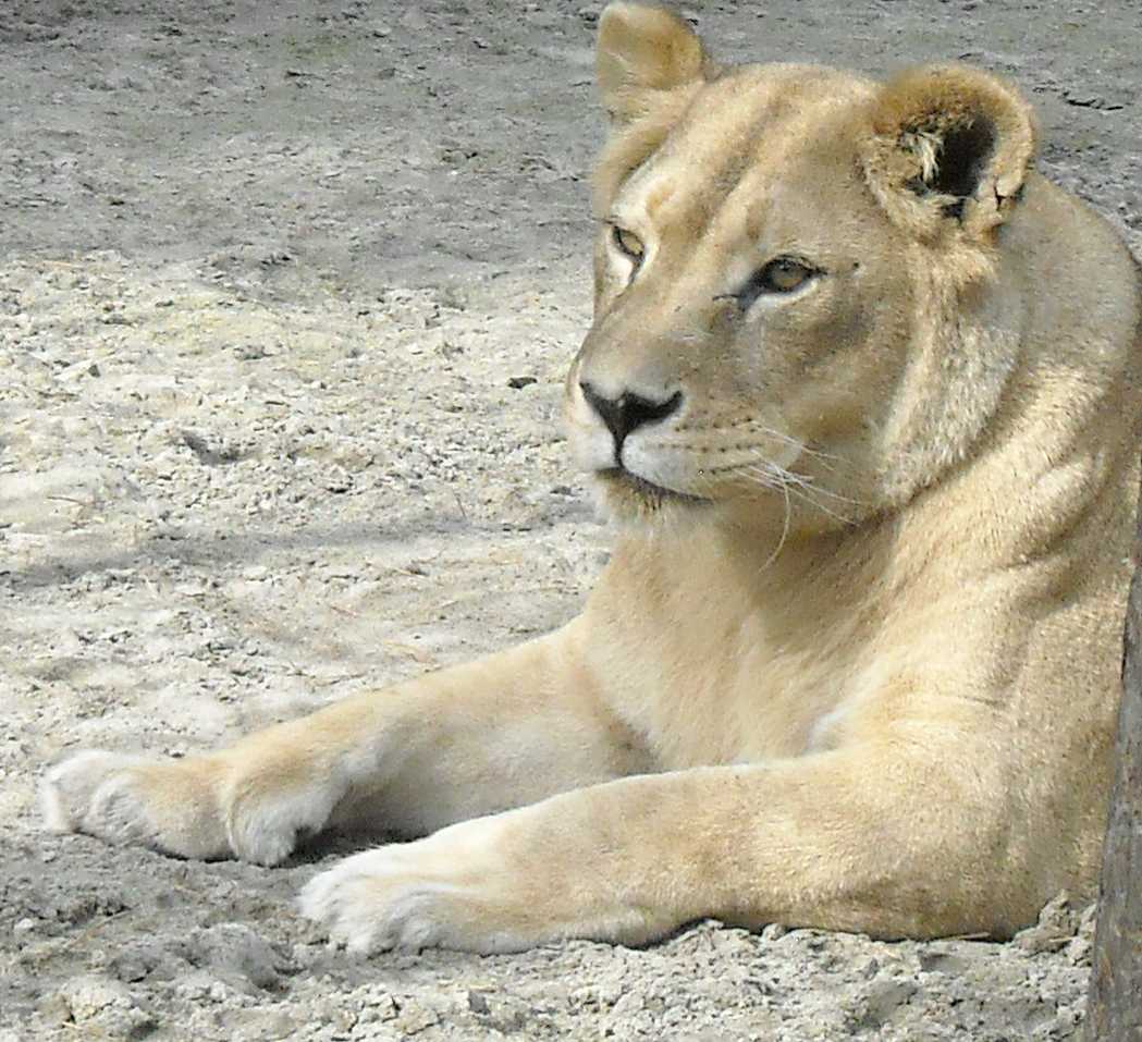   - Panthera leo  ( 8690) 
