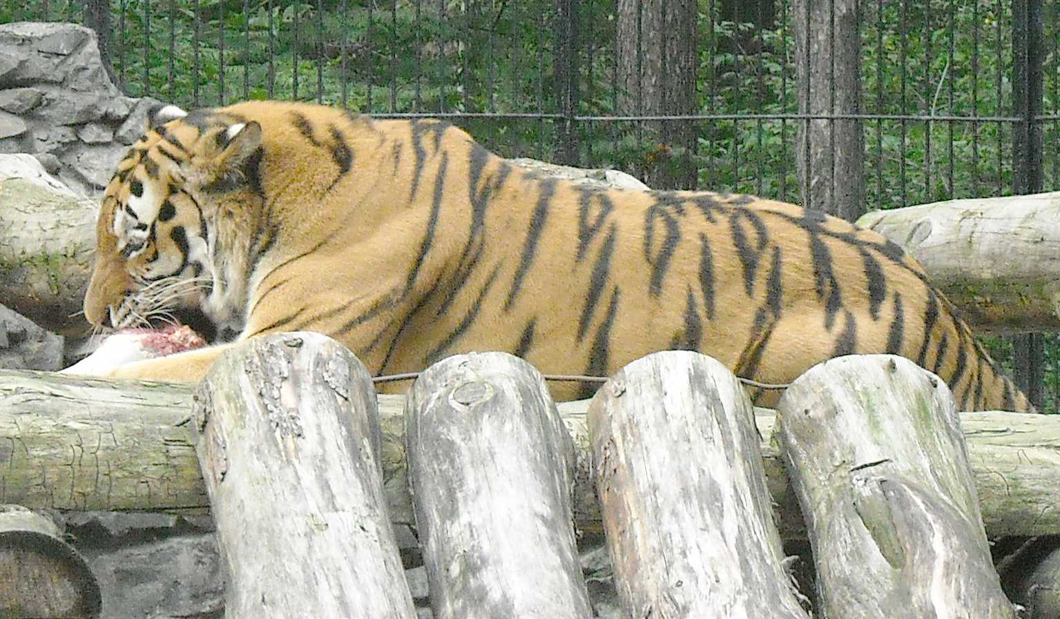   - Panthera tigris altaica  ( 8805) 