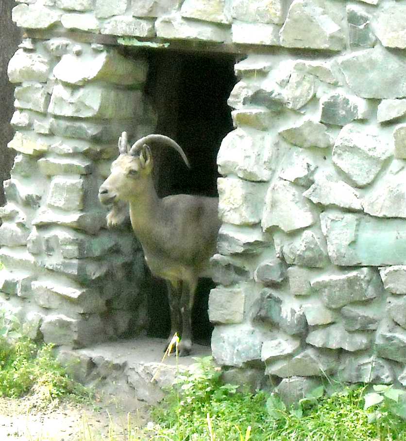    - Capra ibex sibirica  ( 9100) 