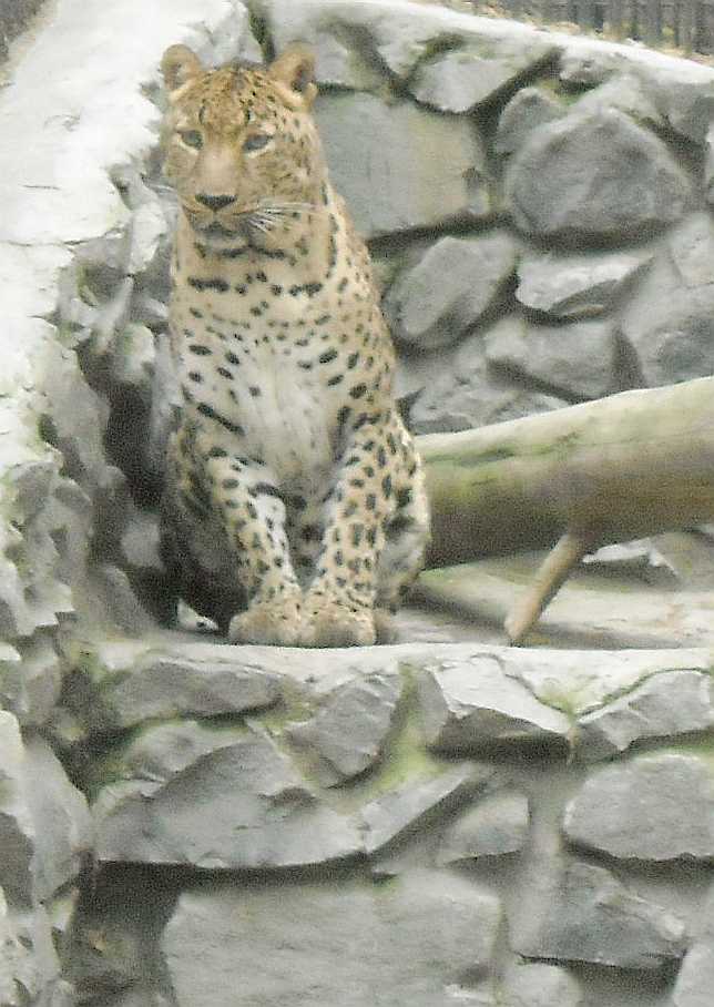   - Panthera pardus ciscaucasica  ( 9304) 