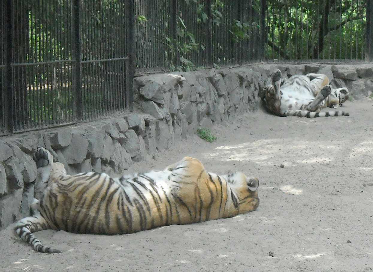   - Panthera tigris altaica  ( 9367) 