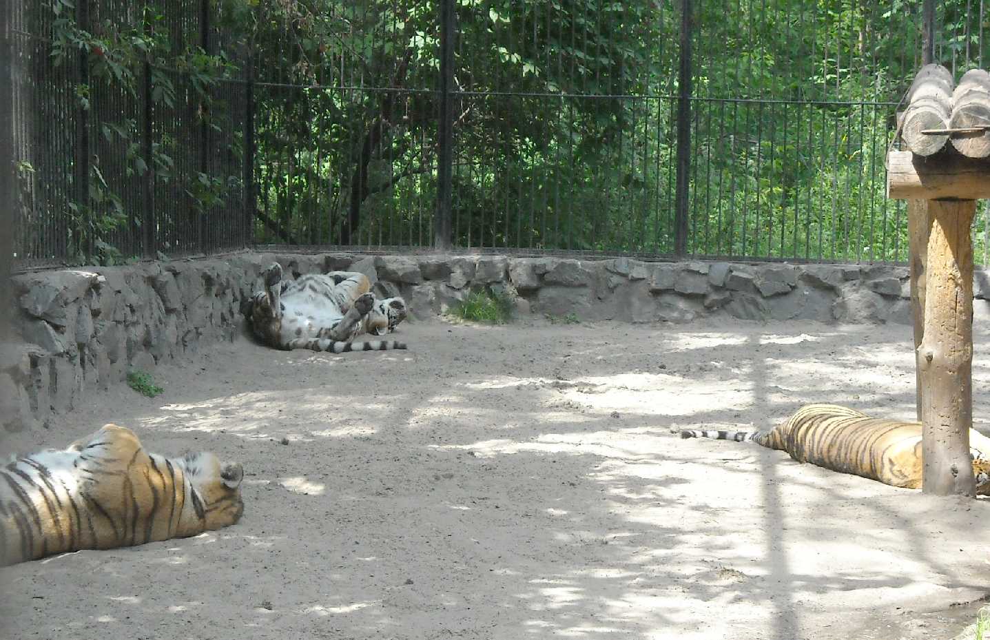   - Panthera tigris altaica  ( 9368) 