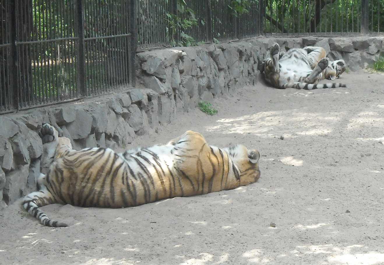   - Panthera tigris altaica  ( 9369) 