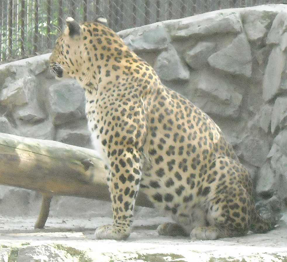   - Panthera pardus ciscaucasica  ( 9458) 