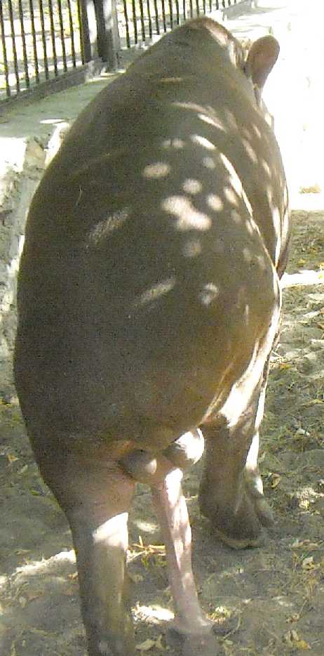   - Tapirus terrestris  ( 9711) 