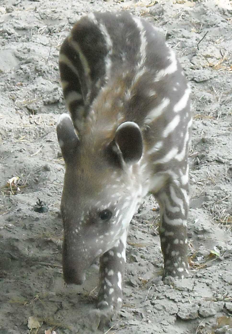   - Tapirus terrestris  ( 9715) 