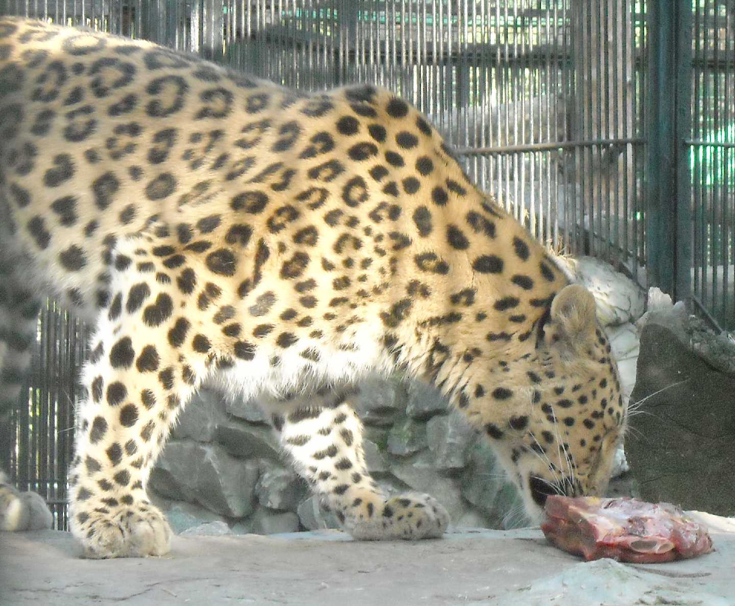   - Panthera pardus orientalis  ( 9756) 
