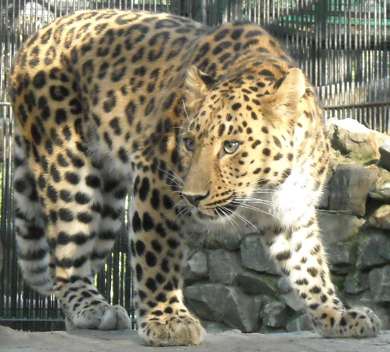   - Panthera pardus orientalis  ( 9757) 