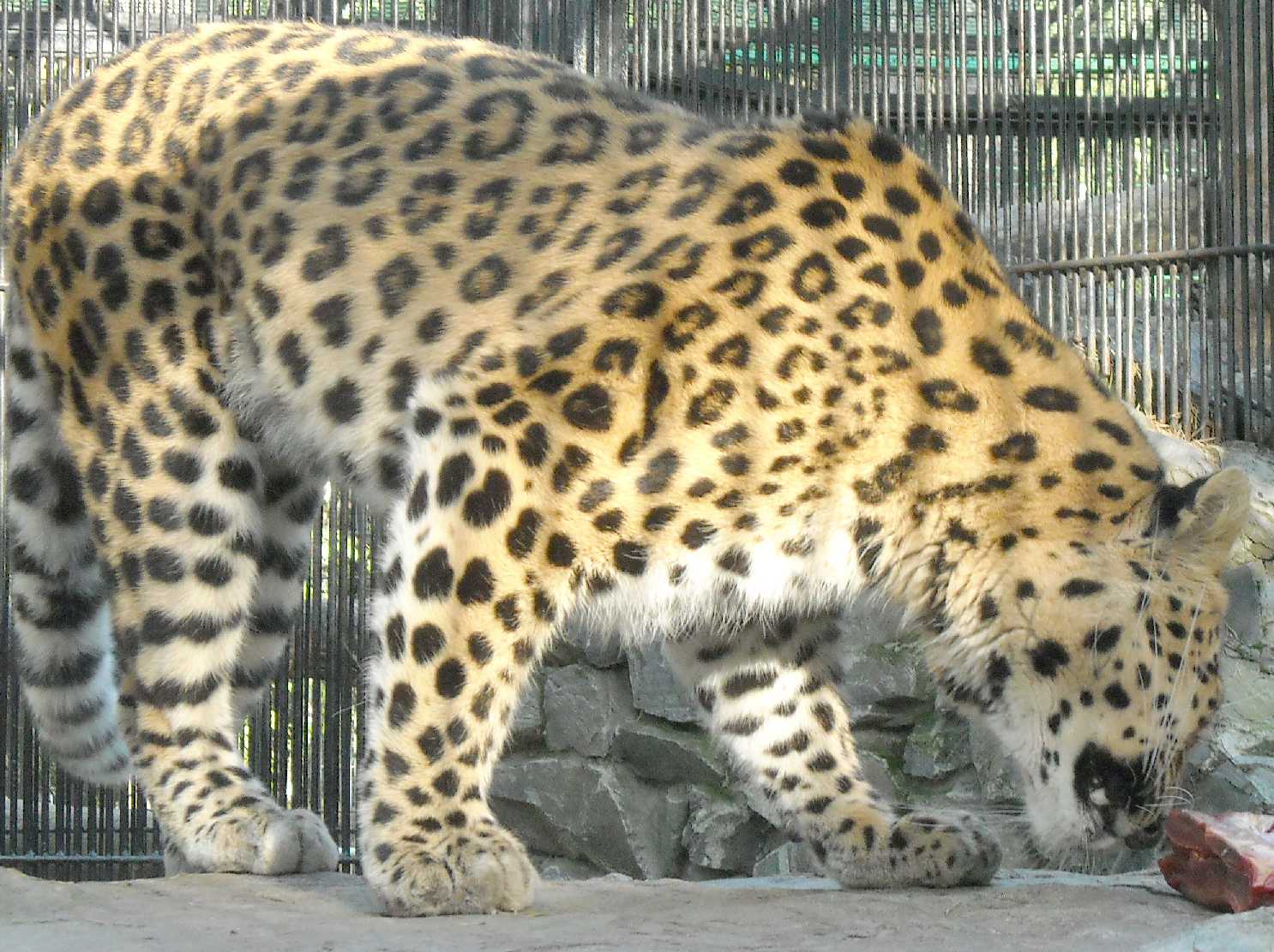   - Panthera pardus orientalis  ( 9758) 
