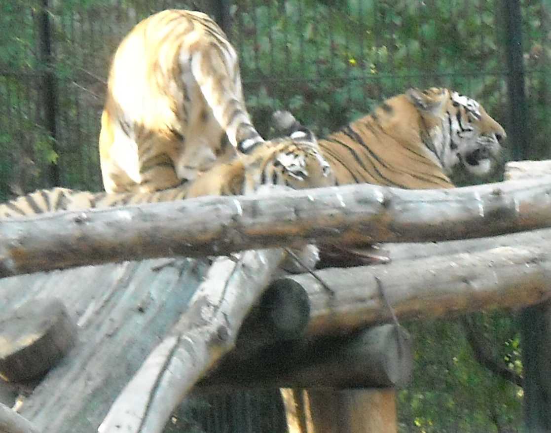  - Panthera tigris altaica  ( 9776) 