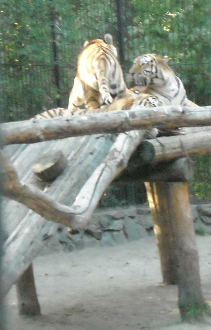   - Panthera tigris altaica  ( 9777) 