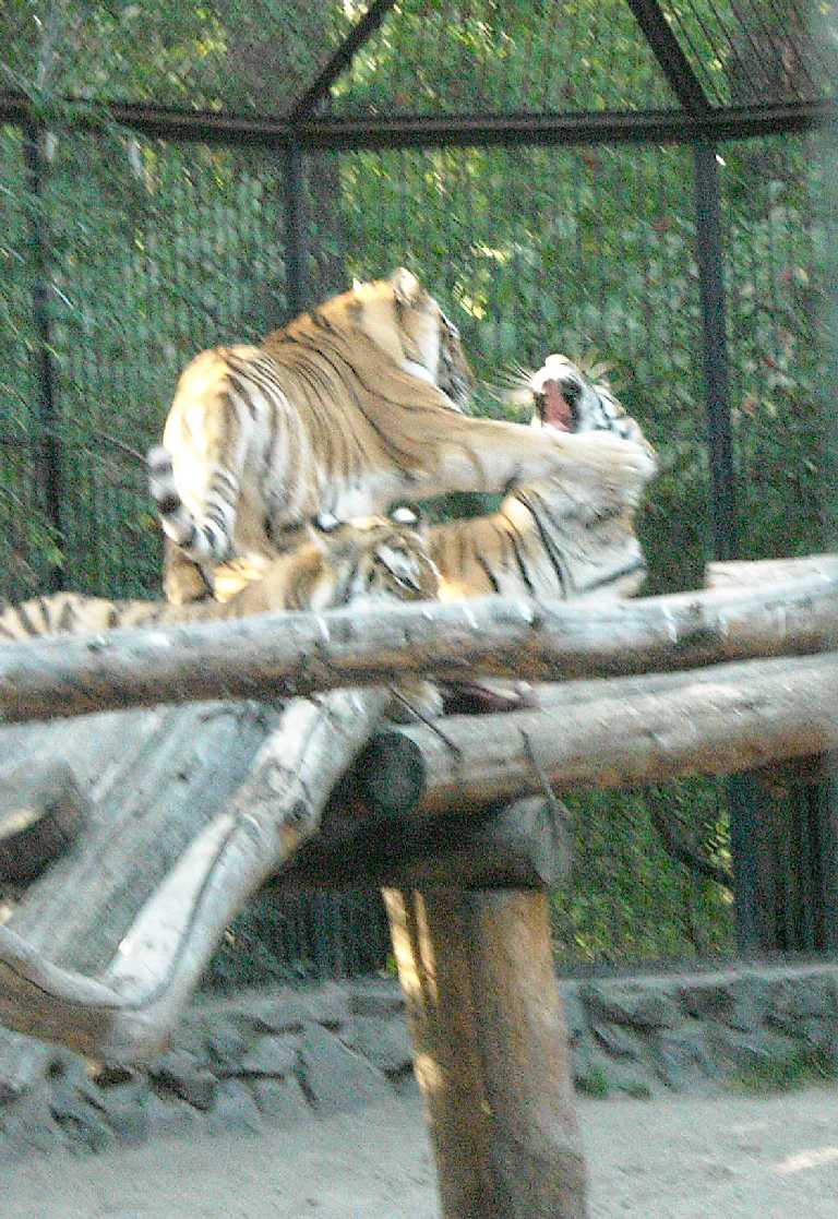   - Panthera tigris altaica  ( 9779) 