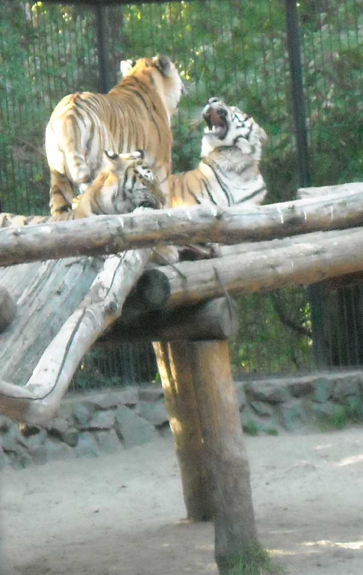   - Panthera tigris altaica  ( 9780) 