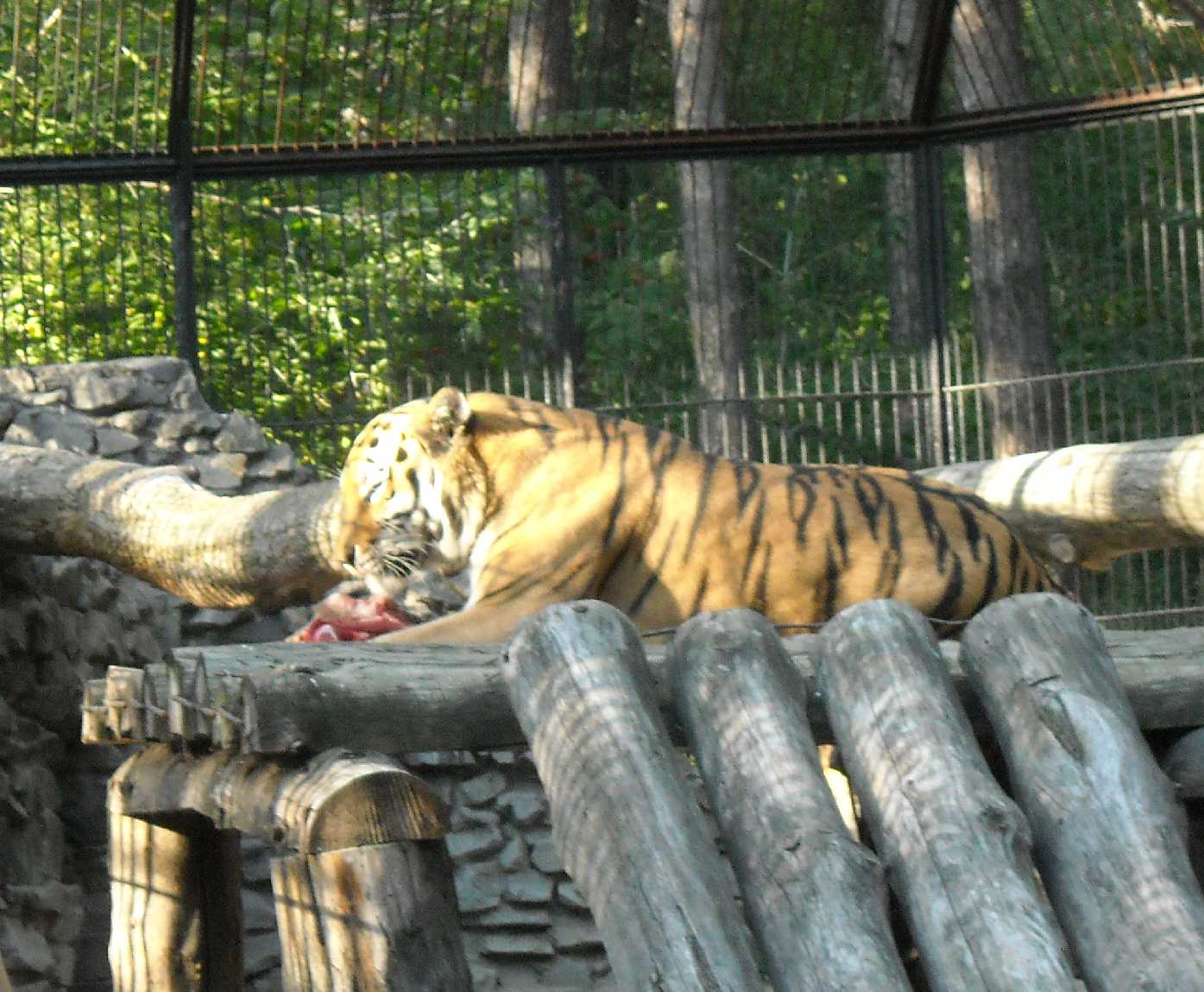   - Panthera tigris altaica  ( 9781) 