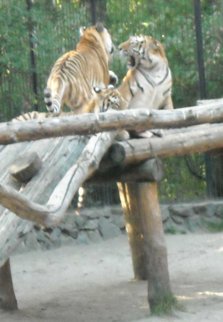   - Panthera tigris altaica  ( 9782) 