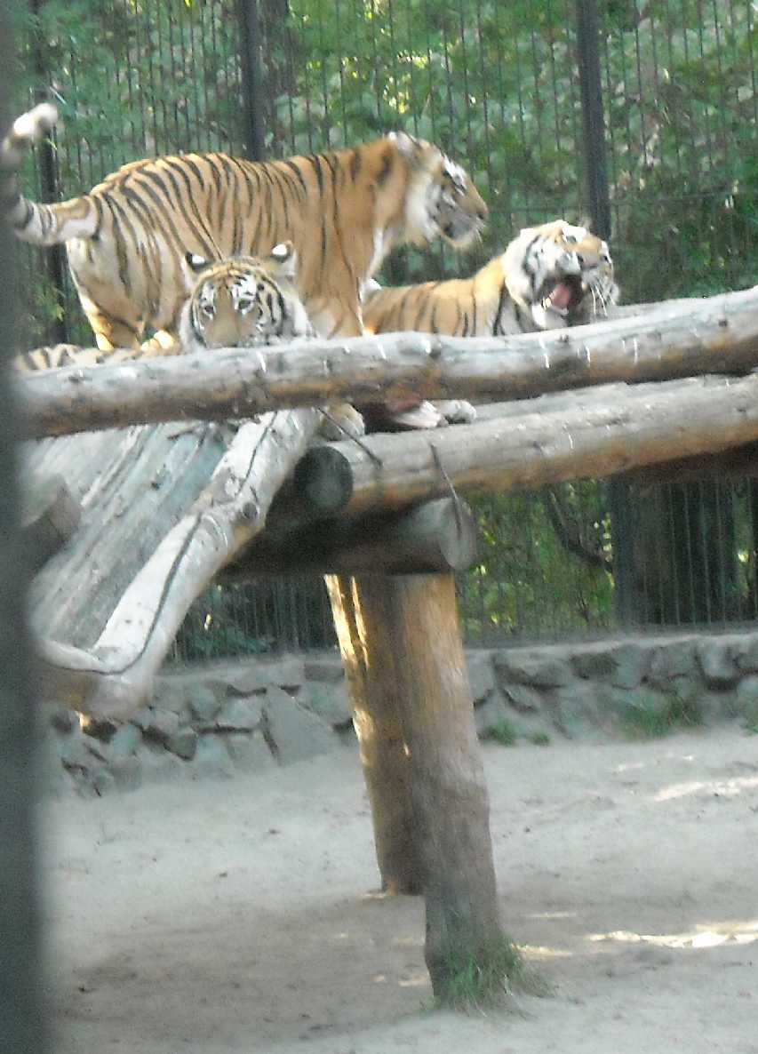   - Panthera tigris altaica  ( 9783) 